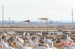 江西余干：鄱阳湖畔越冬候鸟翔集 群鸟共舞绘就生态画卷